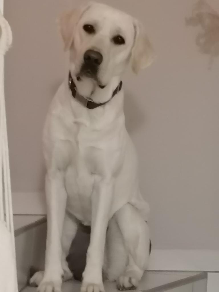 Stella